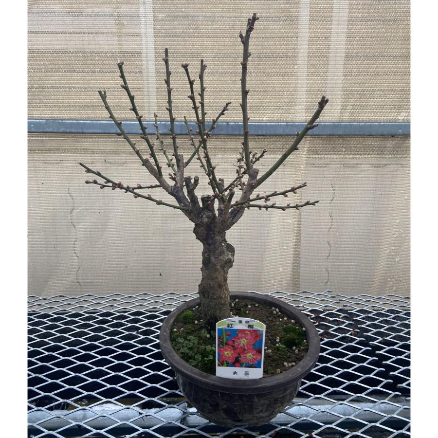 現品】花梅盆栽 大盃（おおさかずき）6号プラ鉢 : 植物・園芸専門店 花