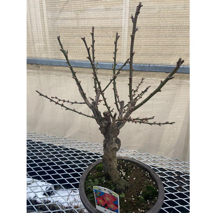 現品】花梅盆栽 大盃（おおさかずき）6号プラ鉢 : 植物・園芸専門店 花
