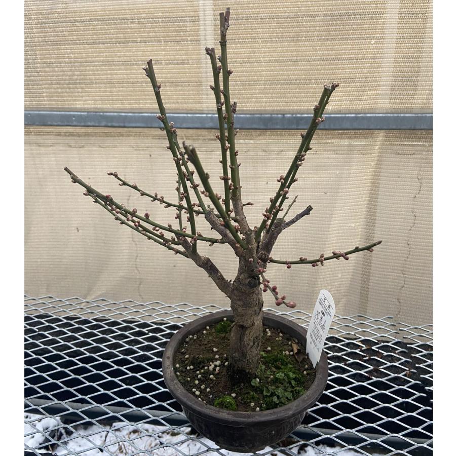 現品】花梅盆栽 大盃（おおさかずき）6号プラ鉢 : 植物・園芸専門店 花