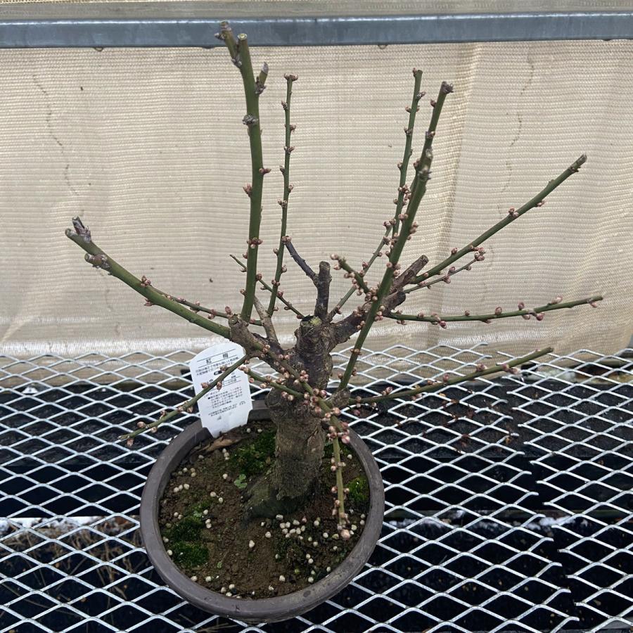 現品】花梅盆栽 大盃（おおさかずき）6号プラ鉢 : 植物・園芸専門店 花