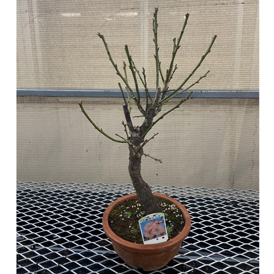 現品】花梅盆栽 見驚（けんきょう）6号プラ鉢 : 植物・園芸専門店 花育