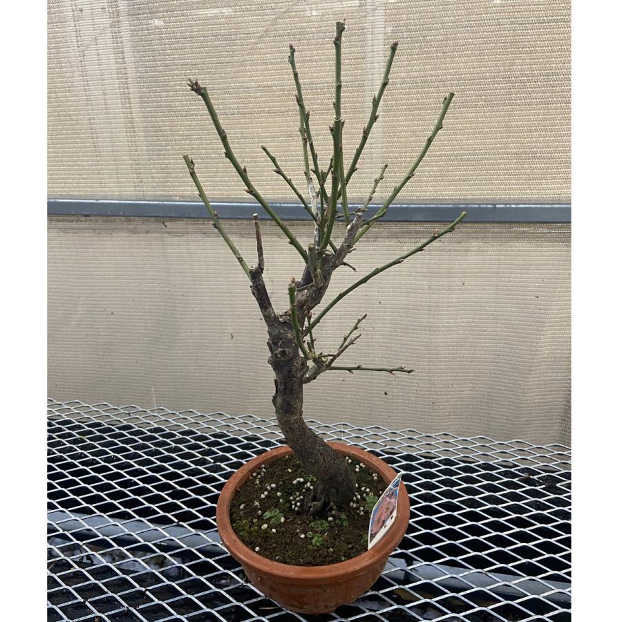 現品】花梅盆栽 見驚（けんきょう）6号プラ鉢 : 植物・園芸専門店 花育