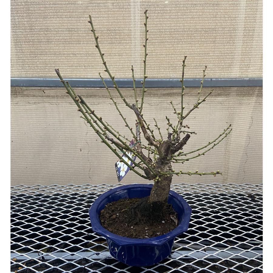 現品】花梅盆栽 冬至（とうじ）6号プラ鉢 : 植物・園芸専門店 花育通販