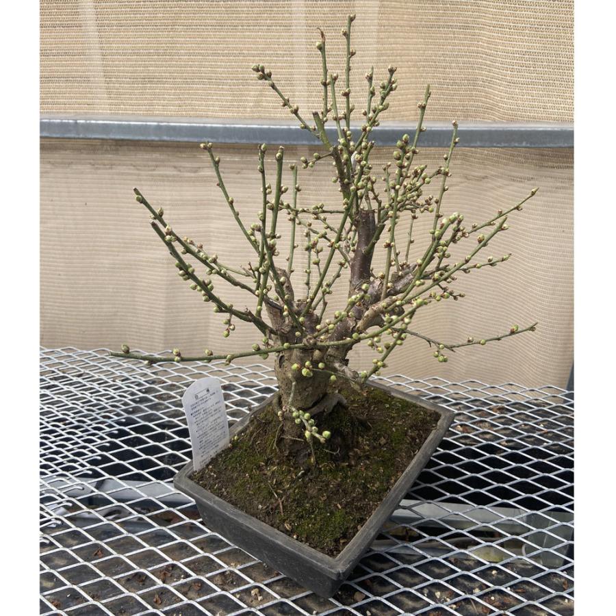 現品】花梅盆栽 冬至（とうじ）7号浅長角プラ鉢 : 植物・園芸専門店 花
