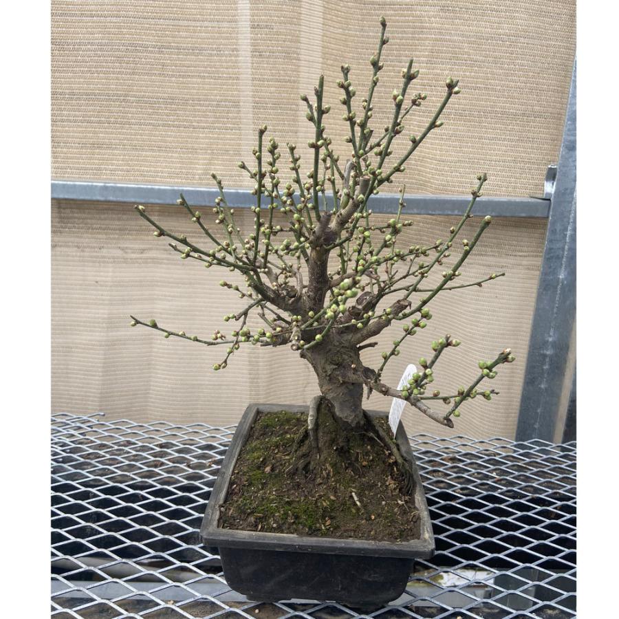 現品】花梅盆栽 冬至（とうじ）7号浅長角プラ鉢 : 植物・園芸専門店 花