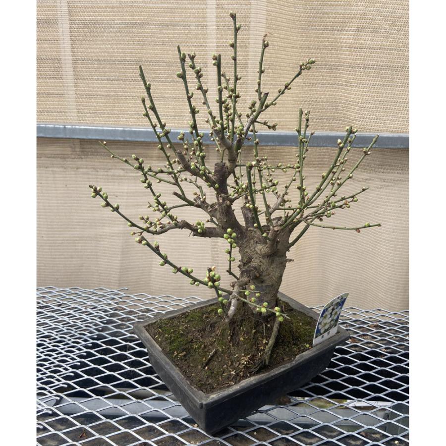 現品】花梅盆栽 冬至（とうじ）7号浅長角プラ鉢 : 植物・園芸専門店 花