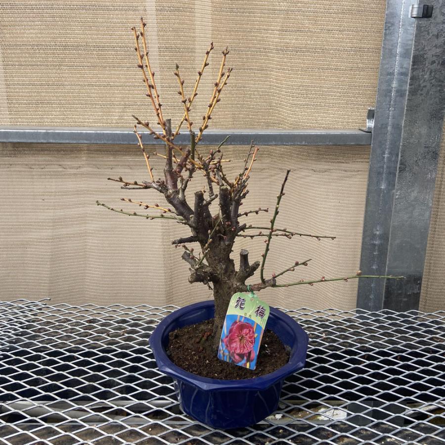 梅　盆栽　日光 現品】花梅盆栽 日光（にっこう）6号プラ鉢 : 植物・園芸専門店 花育