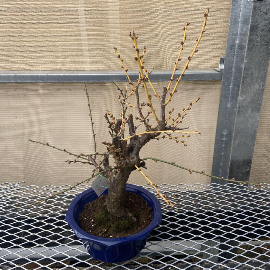 現品】花梅盆栽 日光（にっこう）6号プラ鉢 : 植物・園芸専門店 花育