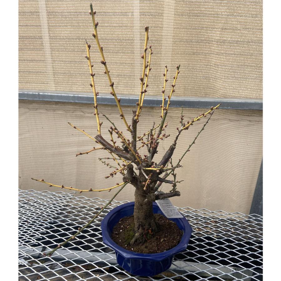 現品】花梅盆栽 日光（にっこう）6号プラ鉢 : 植物・園芸専門店 花育