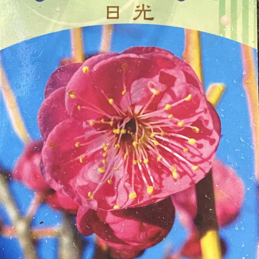 現品】花梅盆栽 日光（にっこう）6号プラ鉢 : 植物・園芸専門店 花育