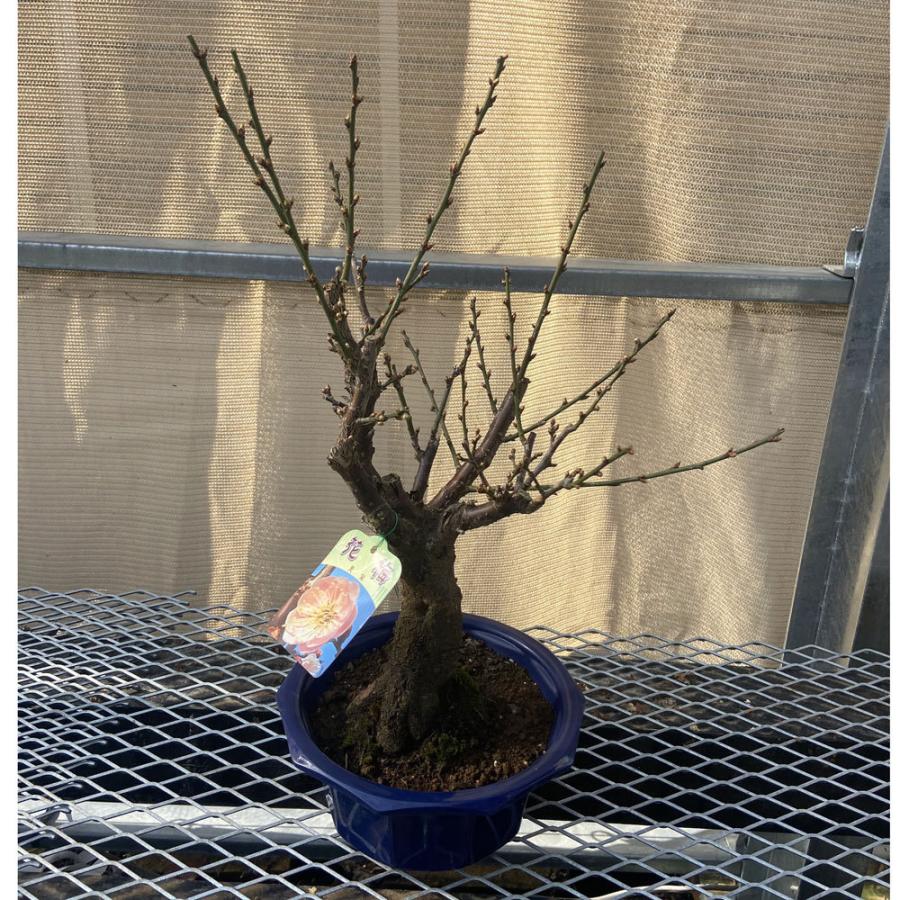 現品】花梅盆栽 見驚（けんきょう）6号プラ鉢 : 植物・園芸専門店 花育