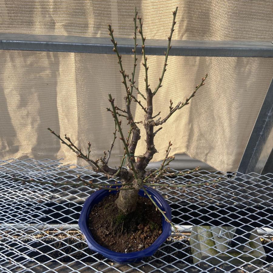 現品】花梅盆栽 見驚（けんきょう）6号プラ鉢 : 植物・園芸専門店 花育