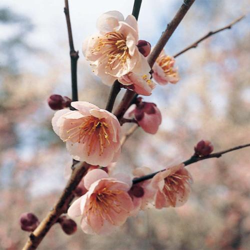 現品】花梅盆栽 見驚(けんきょう)6号プラ鉢 : 植物・園芸専門 現品】花梅盆栽 見驚(けんきょう)6号プラ鉢 : 植物・園芸専門