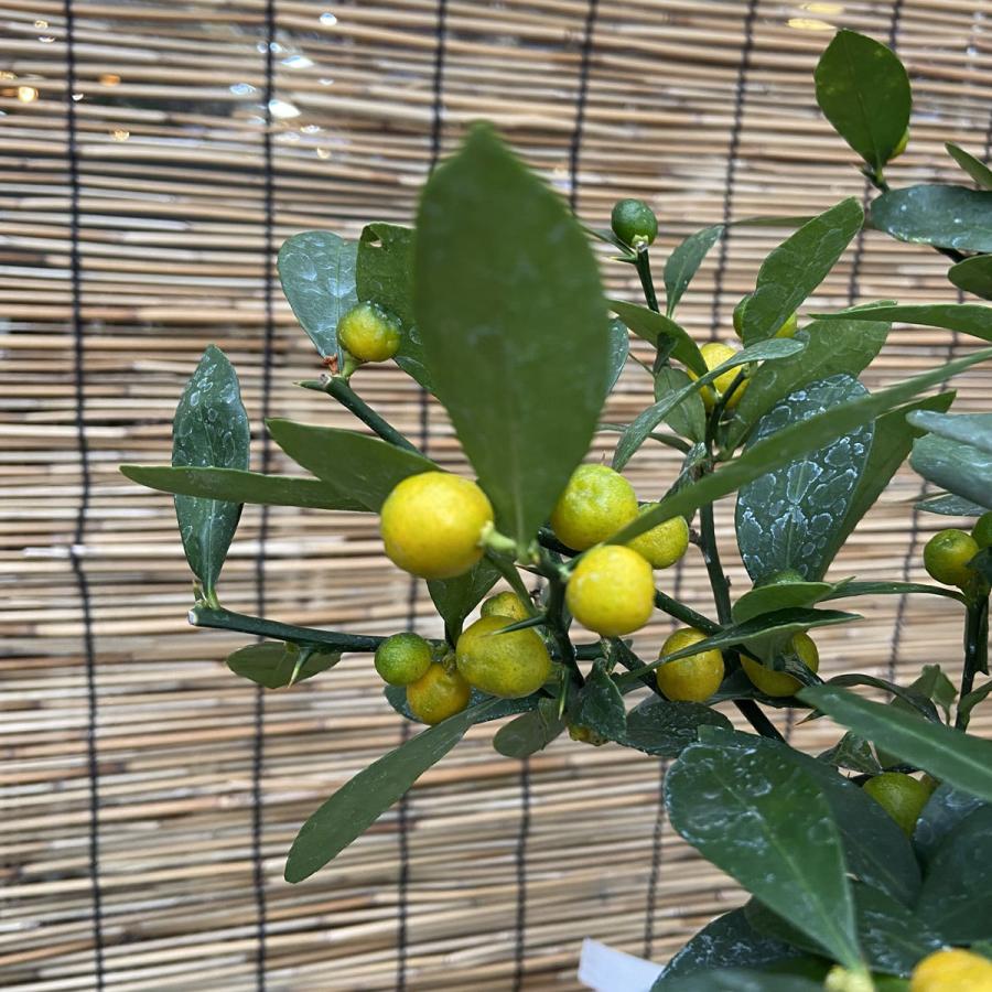 キンズ（金豆） 盆栽仕立て 5号 : 植物・園芸専門店 花育通販