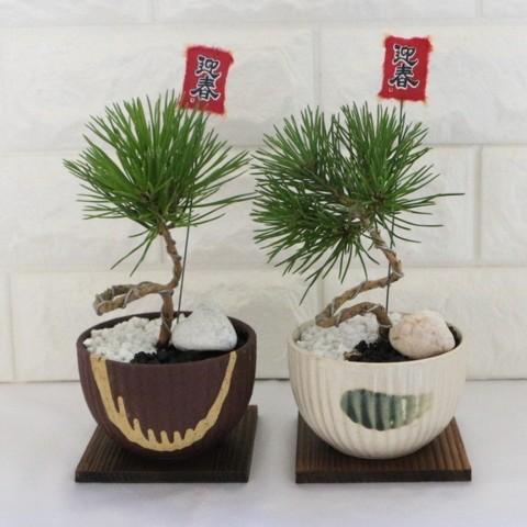 美濃焼鉢 木皿 正月ピック付き ねじり松 ミニ盆栽 Ki Bonsai 004 花育通販yahoo 店 通販 Yahoo ショッピング