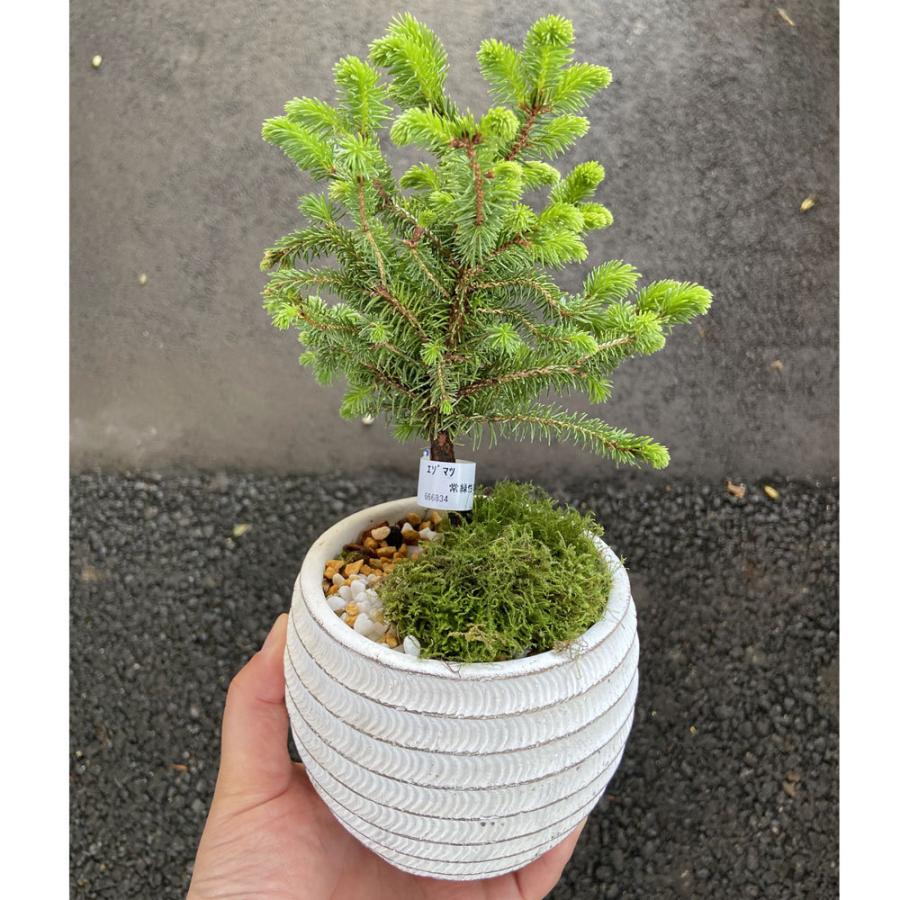 エゾマツ（蝦夷松）ミニ盆栽　カジュアル　インテリアＢＯＮＳＡＩ :ki-bonsai-2022-001:花育通販Yahoo!店 - 通販 -  Yahoo!ショッピング