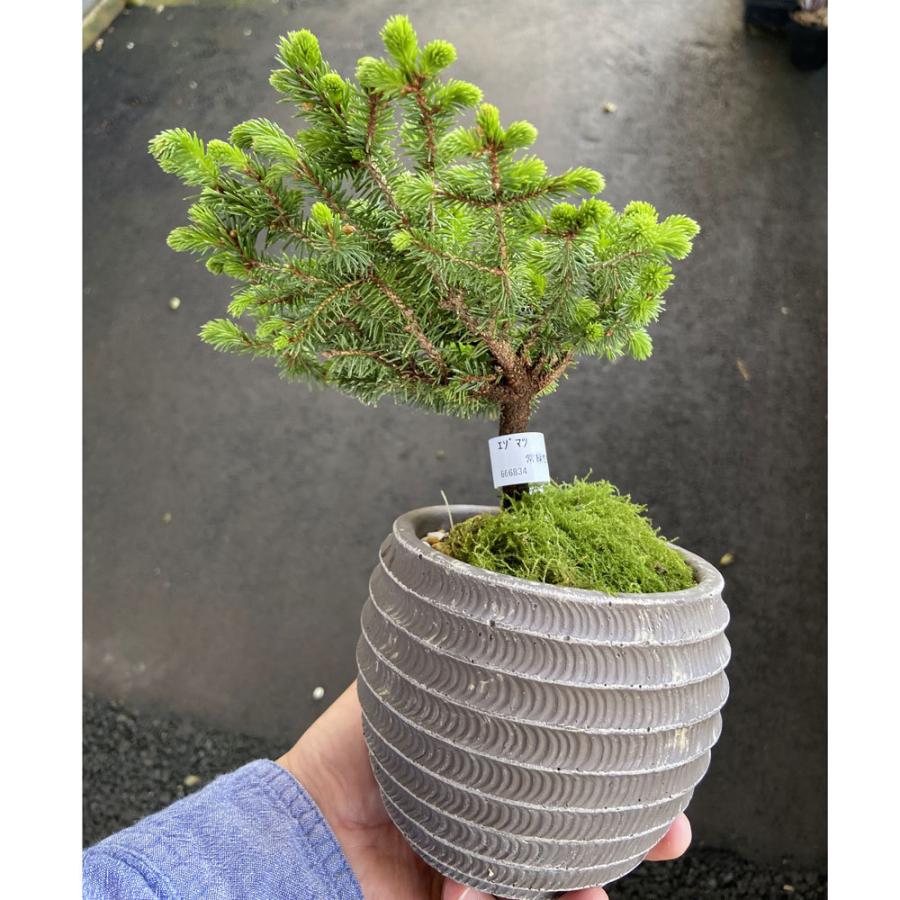エゾマツ（蝦夷松）ミニ盆栽 カジュアル インテリアＢＯＮＳＡＩ :ki
