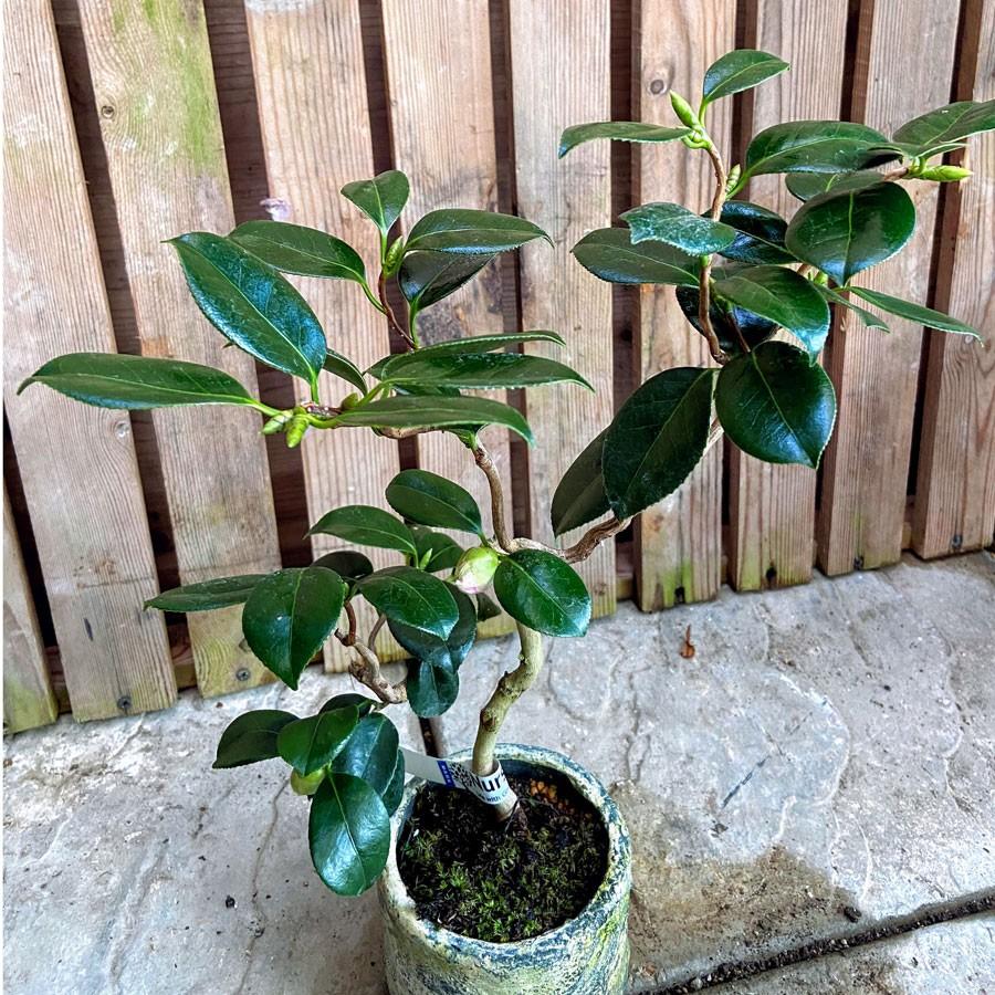 三河雲竜椿 3号ミニ盆栽 現品 Ki Bonsai A002 花育通販yahoo 店 通販 Yahoo ショッピング