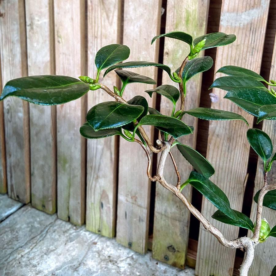 三河雲竜椿 3号ミニ盆栽 現品 Ki Bonsai A002 花育通販yahoo 店 通販 Yahoo ショッピング