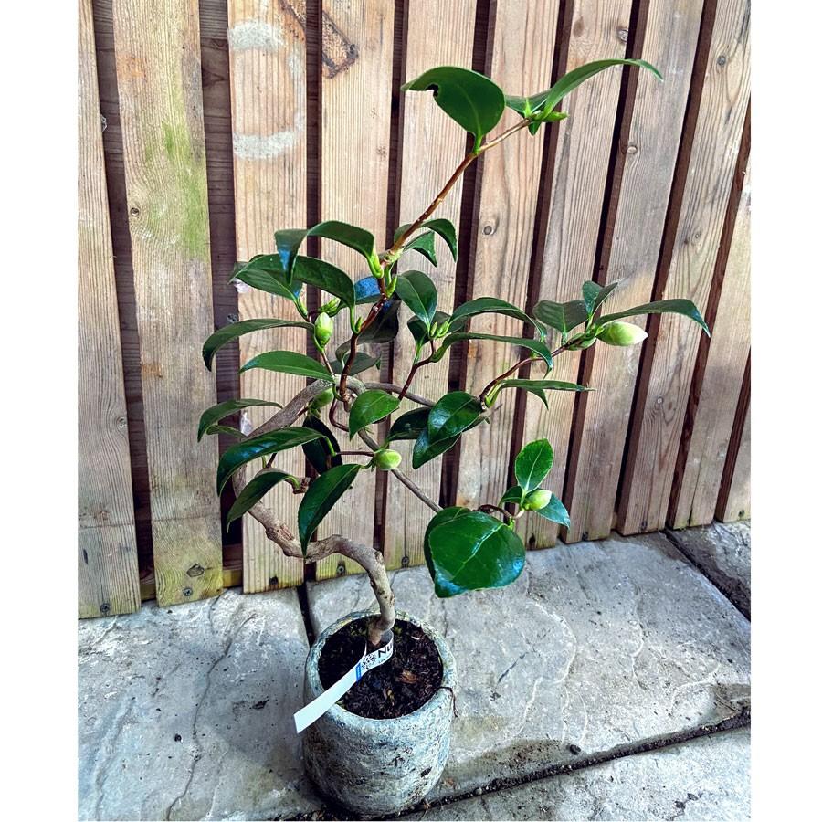 三河雲竜椿 3号ミニ盆栽 現品 Ki Bonsai A003 花育通販yahoo 店 通販 Yahoo ショッピング