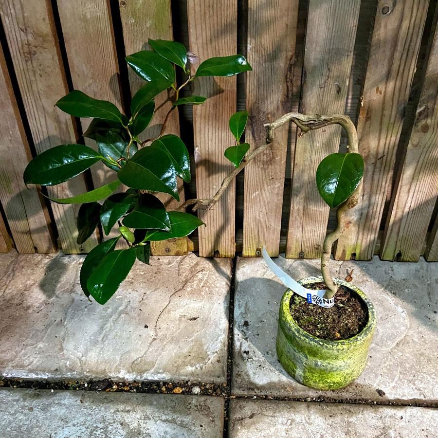 三河雲竜椿 3号ミニ盆栽 現品 Ki Bonsai A005 花育通販yahoo 店 通販 Yahoo ショッピング