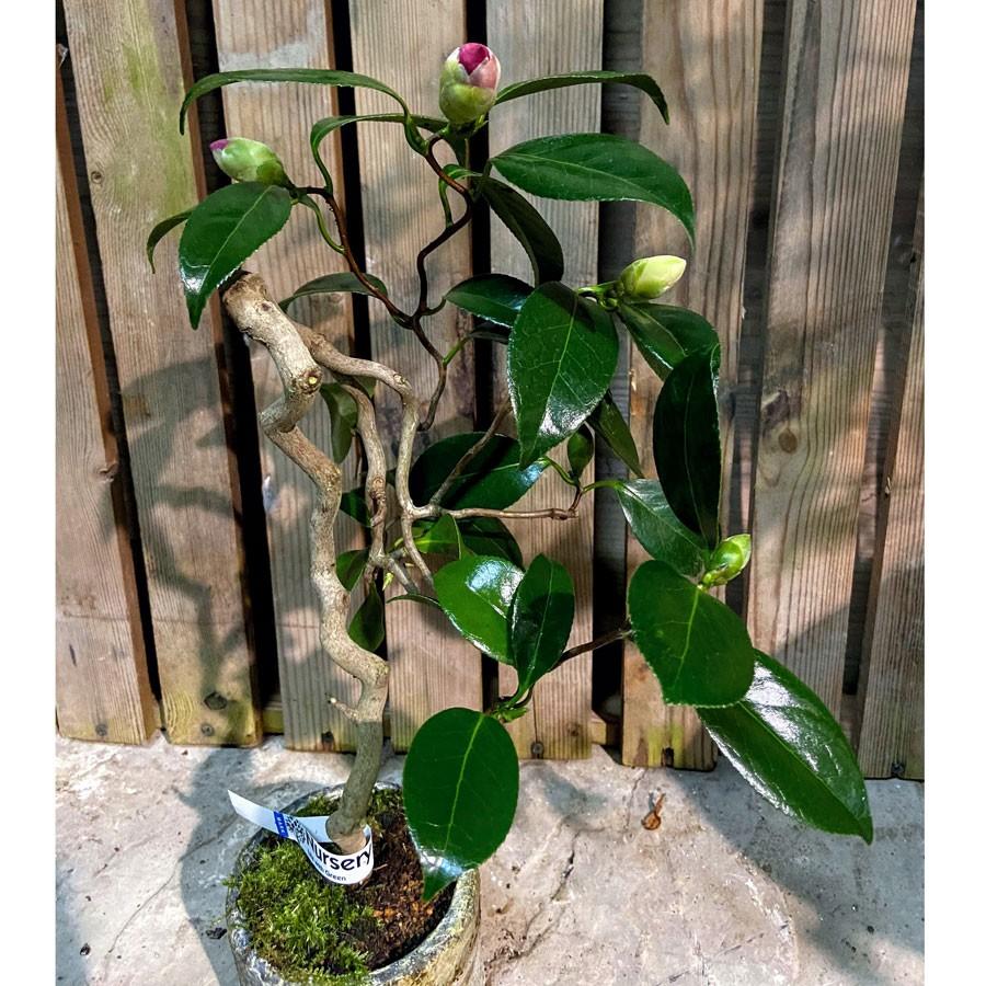 三河雲竜椿 3号ミニ盆栽 現品 Ki Bonsai A006 花育通販yahoo 店 通販 Yahoo ショッピング