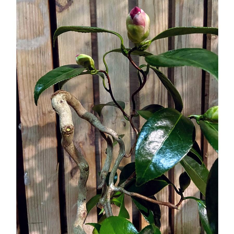 三河雲竜椿 3号ミニ盆栽 現品 Ki Bonsai A006 花育通販yahoo 店 通販 Yahoo ショッピング