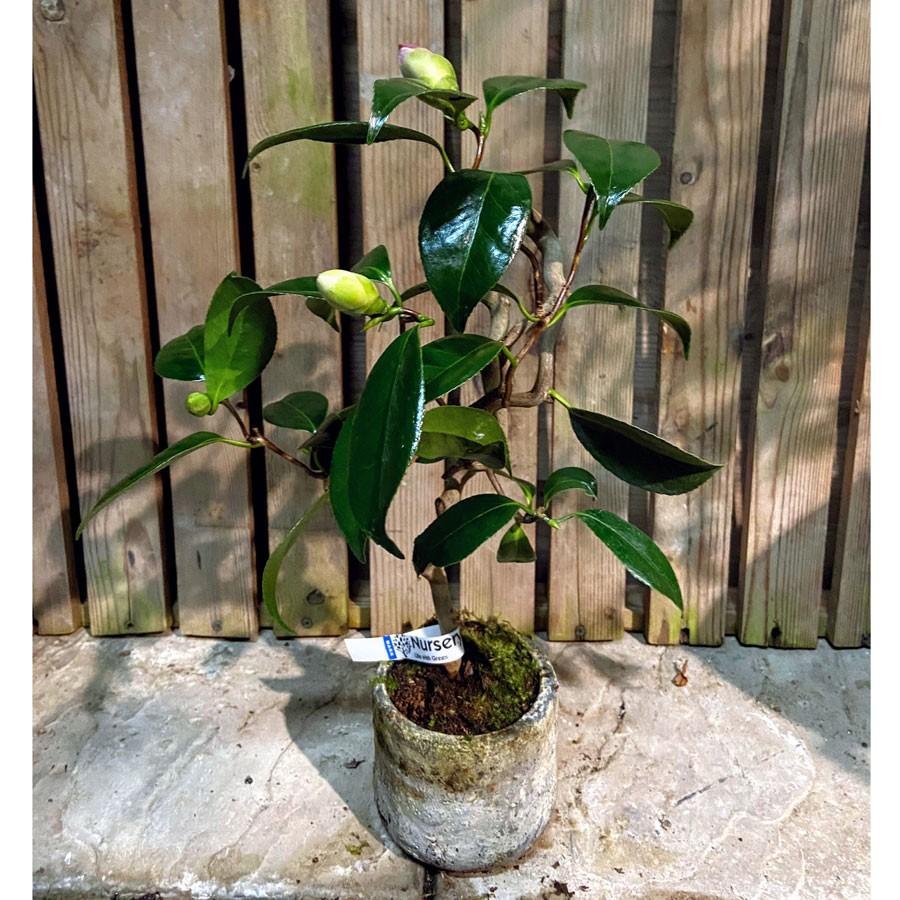 三河雲竜椿 3号ミニ盆栽 現品 Ki Bonsai A006 花育通販yahoo 店 通販 Yahoo ショッピング