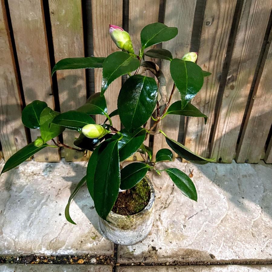 三河雲竜椿 3号ミニ盆栽 現品 Ki Bonsai A006 花育通販yahoo 店 通販 Yahoo ショッピング