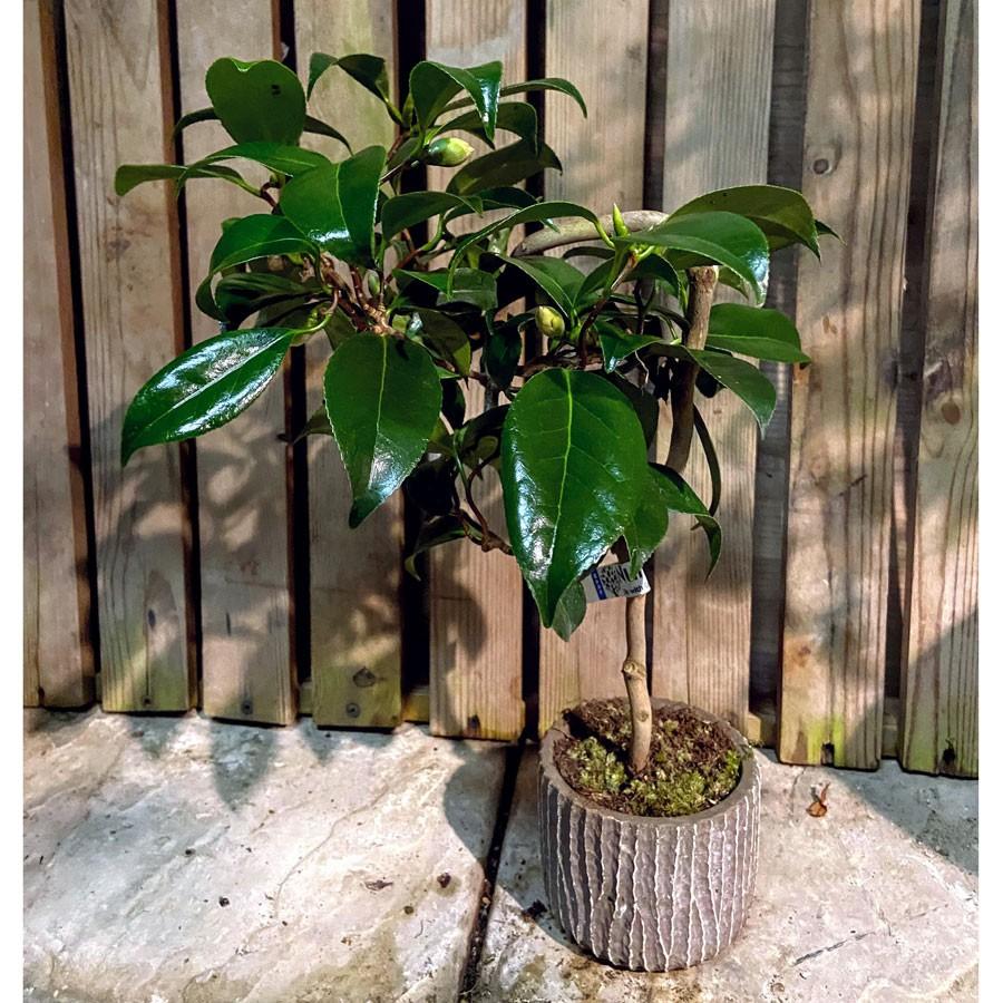 三河雲竜椿 3号ミニ盆栽 現品 Ki Bonsai A009 花育通販yahoo 店 通販 Yahoo ショッピング