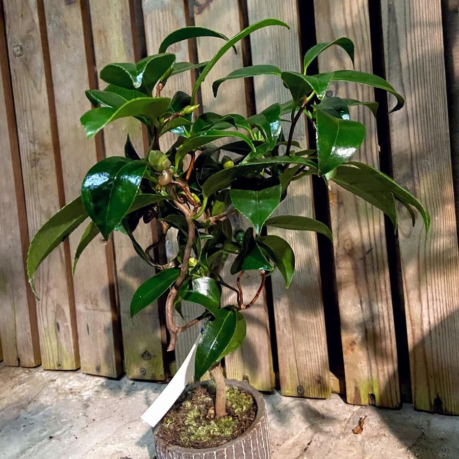 三河雲竜椿 3号ミニ盆栽 現品 Ki Bonsai A009 花育通販yahoo 店 通販 Yahoo ショッピング