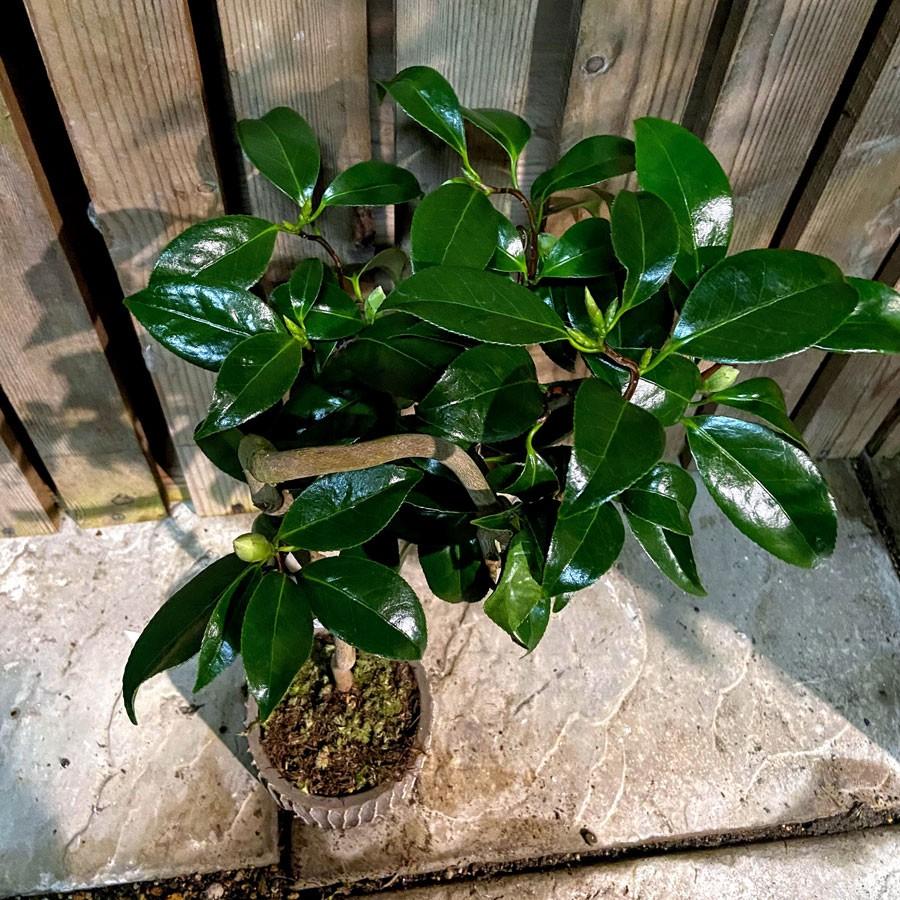 三河雲竜椿 3号ミニ盆栽 現品 Ki Bonsai A009 花育通販yahoo 店 通販 Yahoo ショッピング