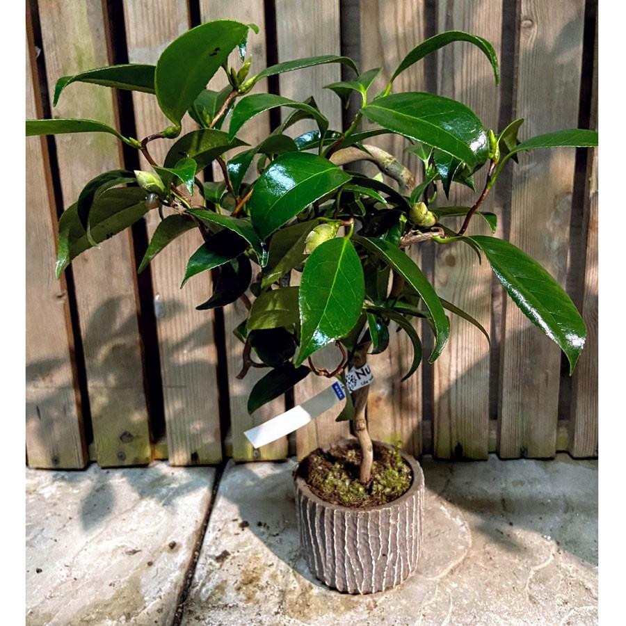 三河雲竜椿 3号ミニ盆栽 現品 Ki Bonsai A009 花育通販yahoo 店 通販 Yahoo ショッピング