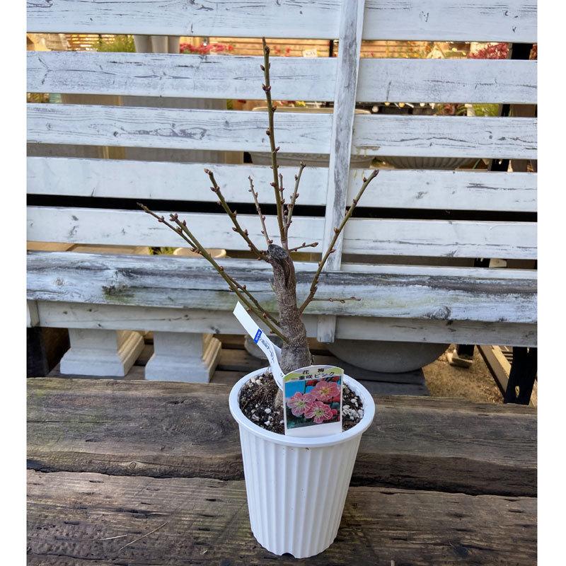 花梅盆栽 道知辺（みちしるべ）4号プラ鉢 見知辺 : 植物・園芸