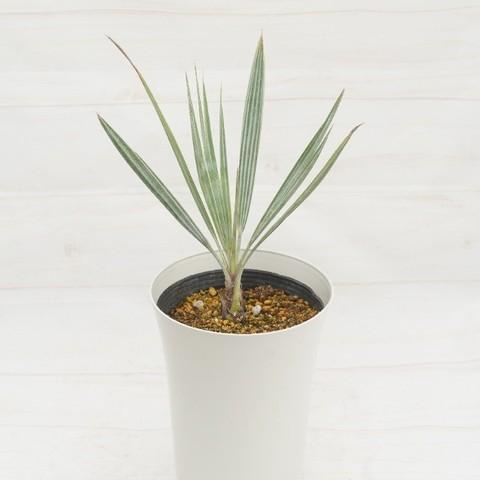 ブラヘア・アルマータ｜Brahea armata 7号 : 植物・園芸専門店