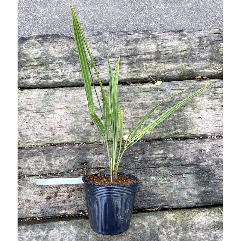 ヤタイヤシ（ココスヤシ） Butia yatay 5号 : 植物・園芸専門店 花育