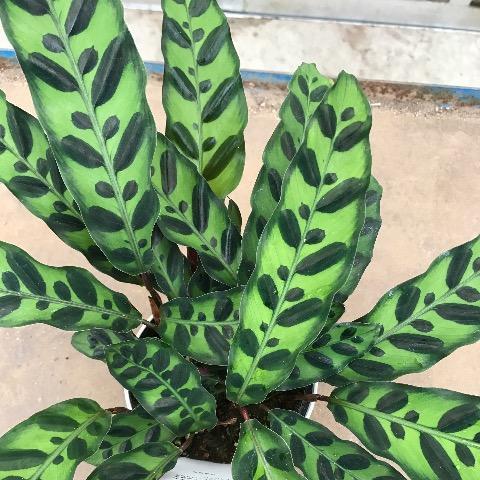 カラテア ランシフォリア インシグニス 10.5-12cmポット苗 観葉植物