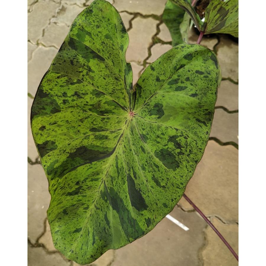 コロカシア モヒート 12cmポット苗 観葉植物 苗 : 植物・園芸専門店 花