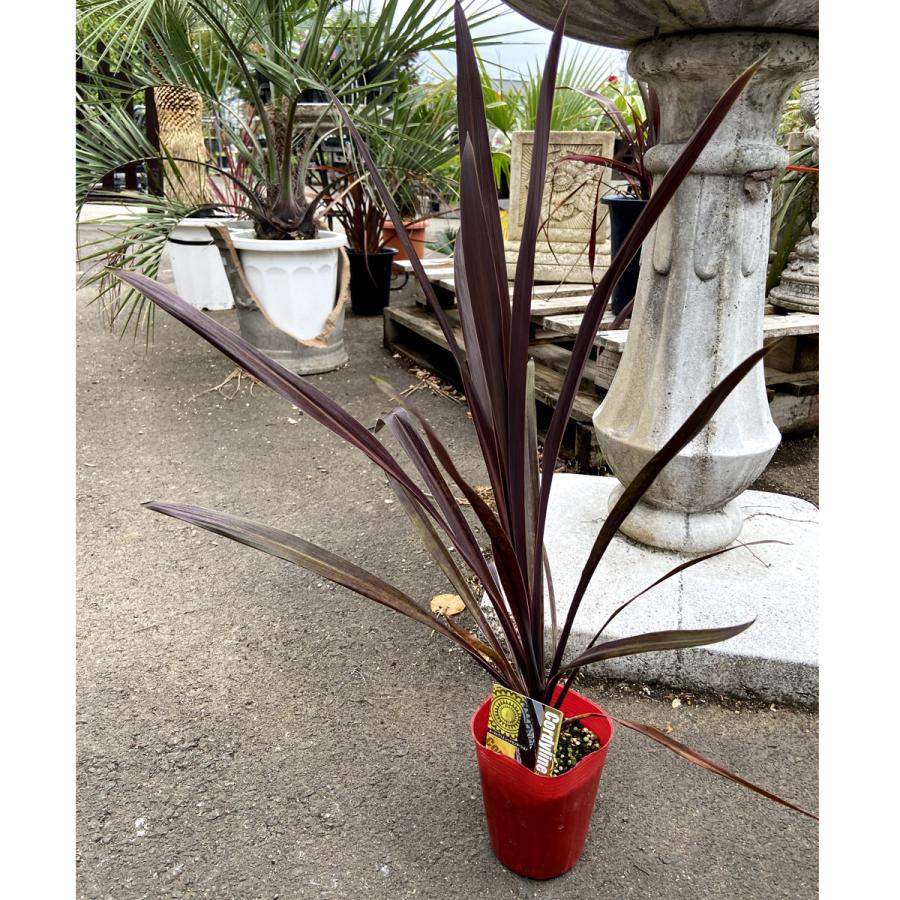 コルディリネ コルジリネ オーストラリス レッドセンセーション Cordyline A Red Sensation 3 5号 Ki Cordyline 004 花育通販yahoo 店 通販 Yahoo ショッピング
