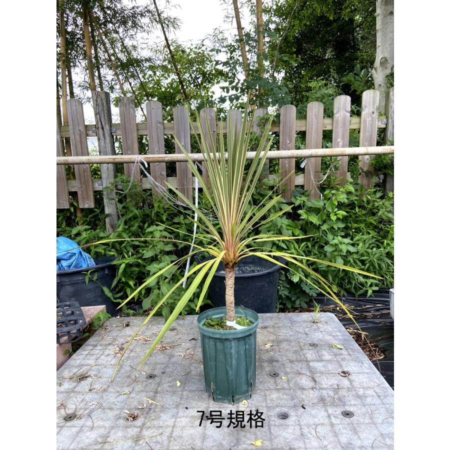 コルディリネ（コルジリネ）オーストラリス トーベイダズラー