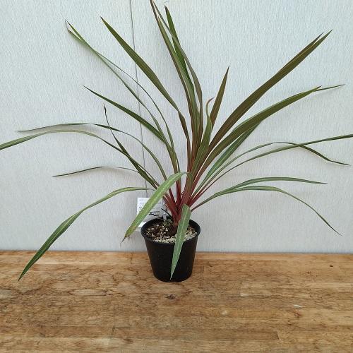 コルジリネ オーストラリス サンダンス 5号ポット苗 オージープランツ