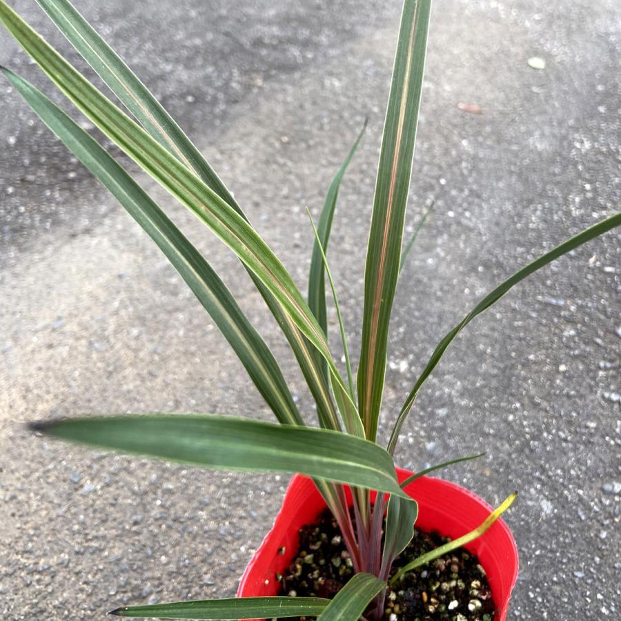 コルディリネ（コルジリネ）オーストラリス サンダンス Cordyline A
