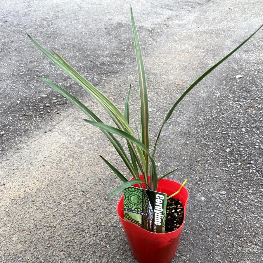 コルディリネ（コルジリネ）オーストラリス サンダンス Cordyline A