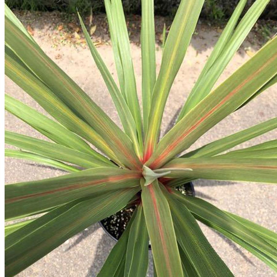 コルディリネ（コルジリネ）オーストラリス サンダンス Cordyline A