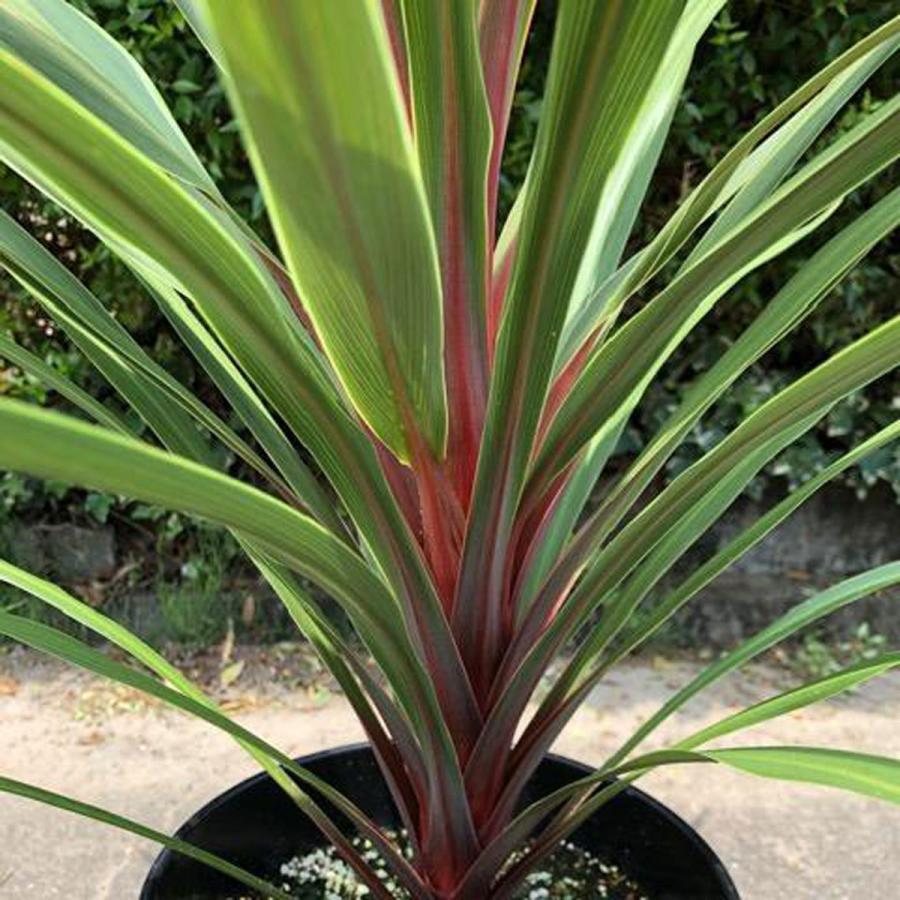 コルディリネ（コルジリネ）オーストラリス サンダンス Cordyline A