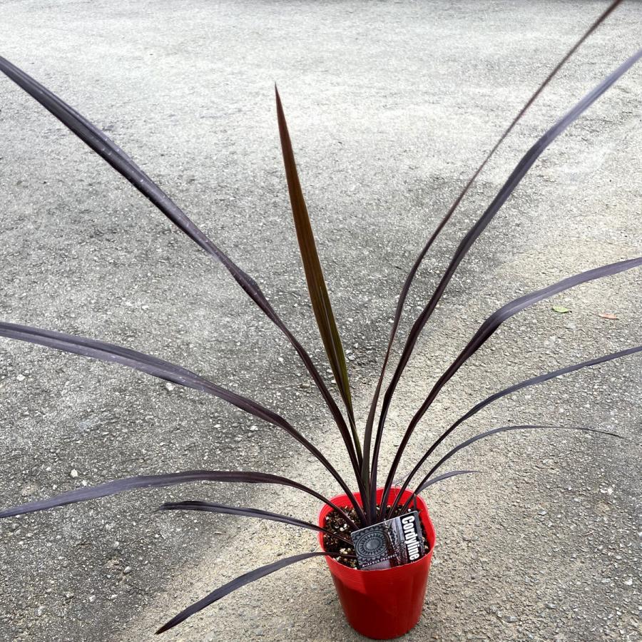 コルディリネ（コルジリネ）オーストラリス ブラックナイト Cordyline