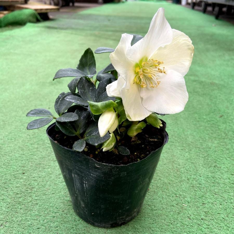 クリスマスローズ ヘレボラス 苗 ニゲル Hgcジョエル 4 5号 Ki Crose 001 花育通販yahoo 店 通販 Yahoo ショッピング