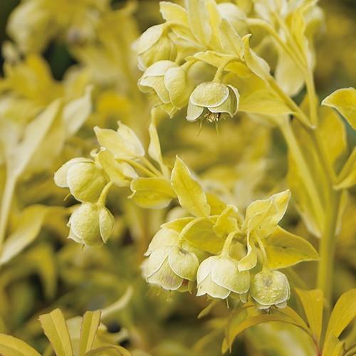 クリスマスローズ ヘレボラス フェチダス ゴールドブリオン の苗 Ki Crose 014 2 花育通販yahoo 店 通販 Yahoo ショッピング