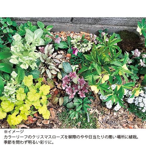 クリスマスローズ ヘレボラス 苗 リヴィダス スレーティ Ki Crose 0 花育通販yahoo 店 通販 Yahoo ショッピング