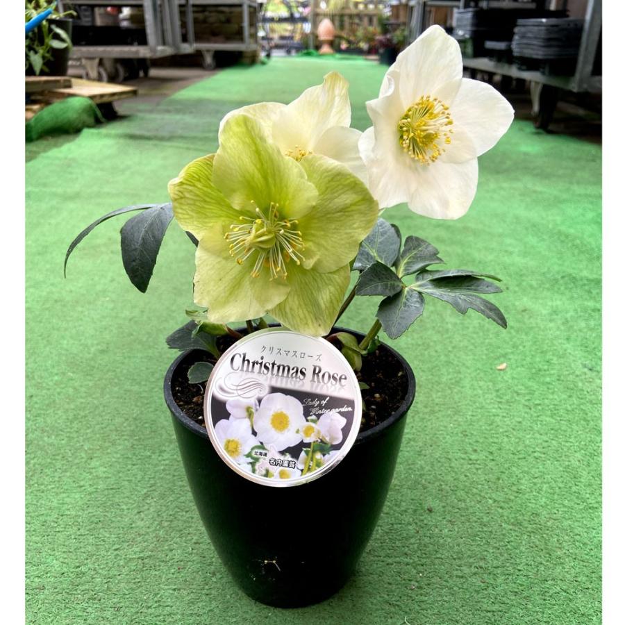クリスマスローズ ヘレボラス 苗 ニゲル系 ｈｇｃジャスパー 5号 Ki Crose 026 花育通販yahoo 店 通販 Yahoo ショッピング